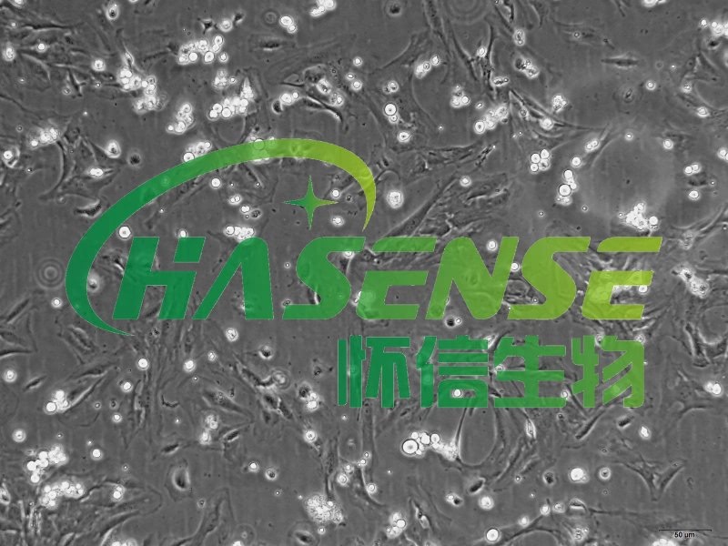 小鼠肺動脈成纖維細(xì)胞