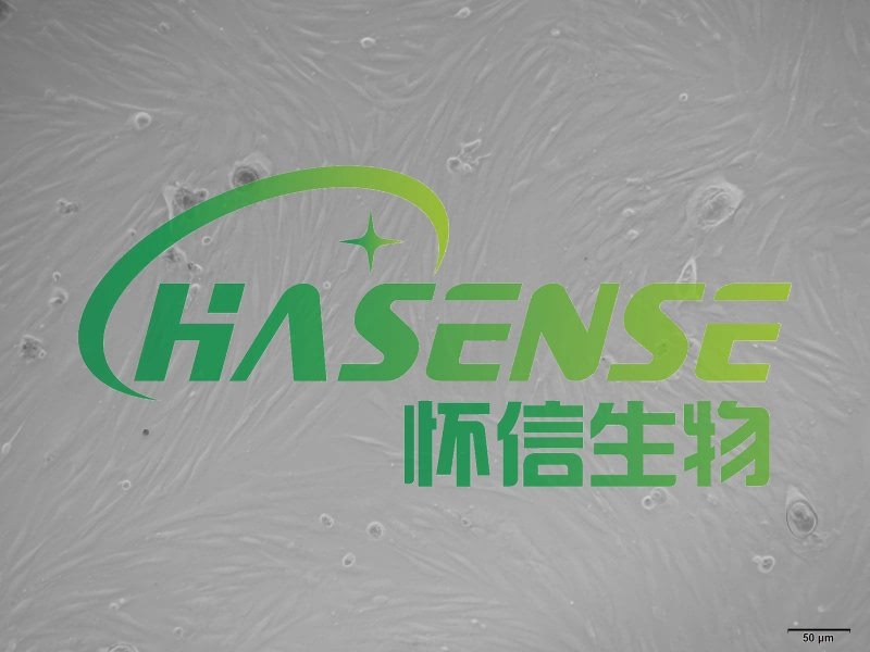 大鼠肺成纖維細(xì)胞