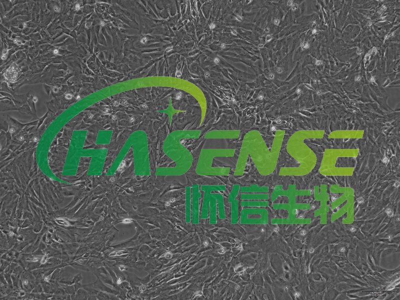 小鼠肺血管平滑肌細(xì)胞