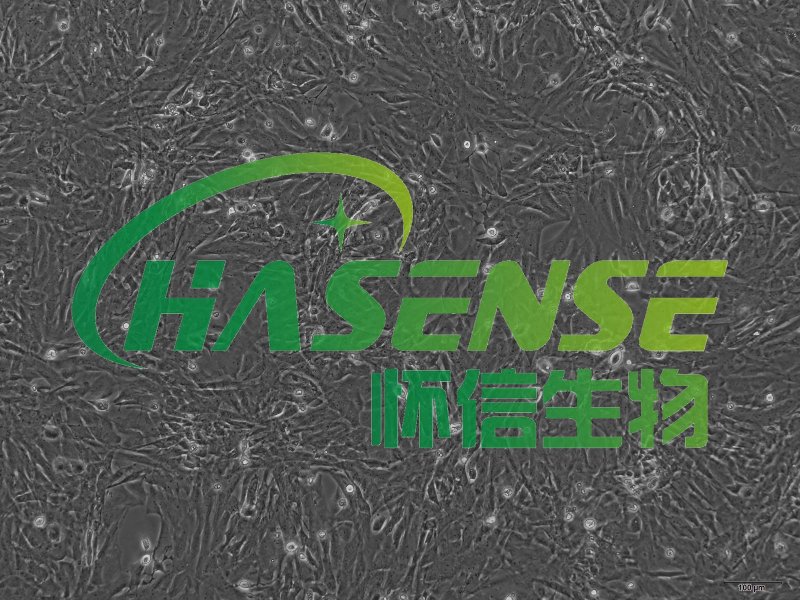 大鼠肺大動(dòng)脈平滑肌細(xì)胞